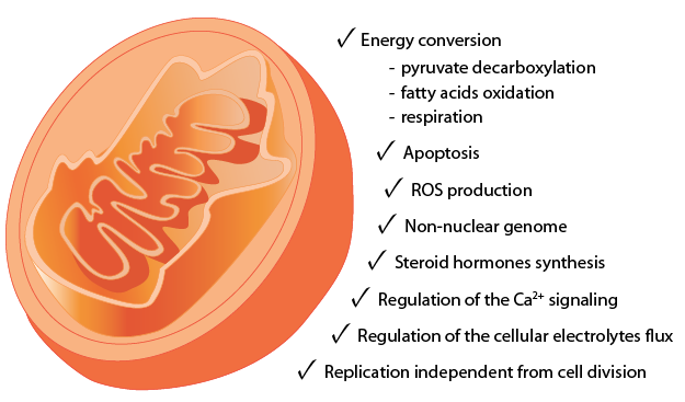 Image of a mitochondrion listing the following functions: Energy conversion, apoptosis, ROS production, non-nuclear genome, steroid hormone synthesis, regulation of calcium signaling,  Regulation of the cellular electrolytes flux, Replication independent from cell division